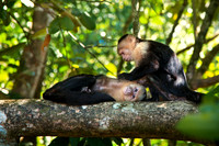 Grooming