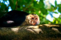 Resting