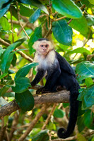 Monkey Monk