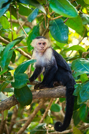 Monkey Monk