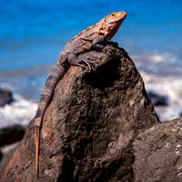 Black Spiny-tailed Iguana