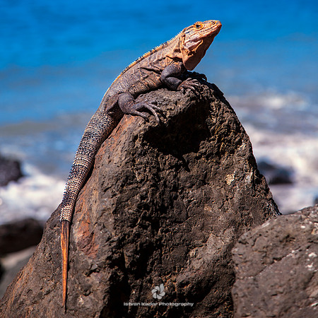 Black Spiny-tailed Iguana