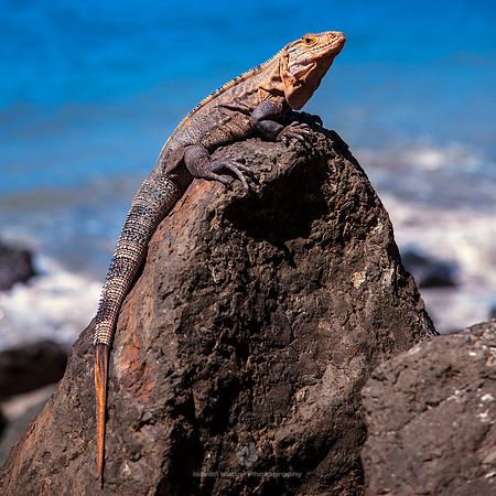 Black Spiny-tailed Iguana