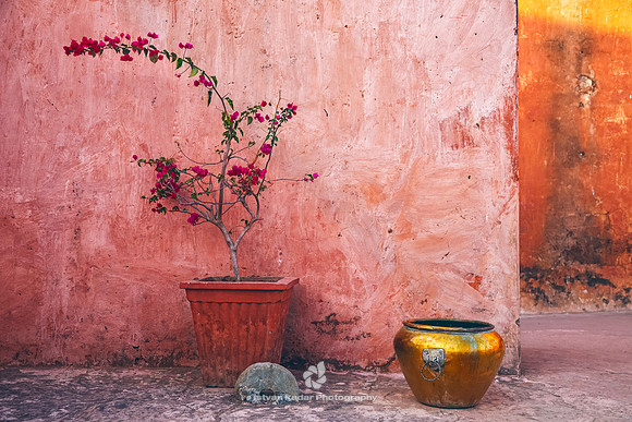Bougainvillea and Copper Pot, Jaipur, India
