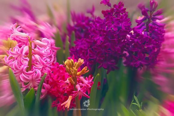 Hyacinths of Spring