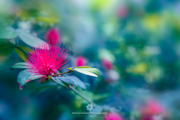 ʻōhiʻa lehua (Metrosideros polymorpha)
