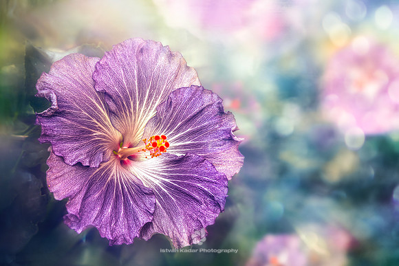 The Purple Hibiscus