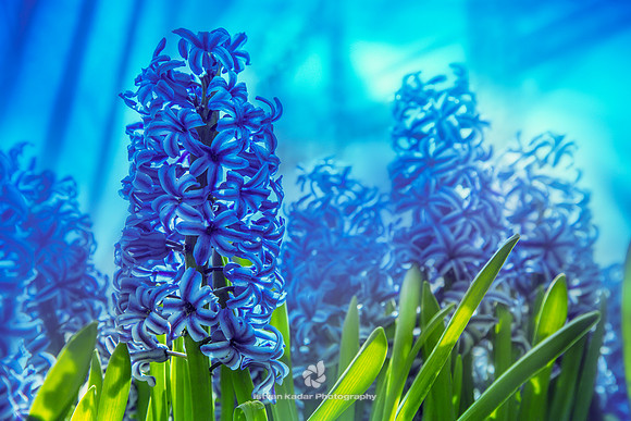 Blue Hyacinths