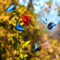 Blue Morphos Dancing in the Air