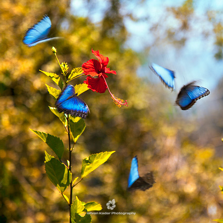 Blue Morphos Dancing in the Air