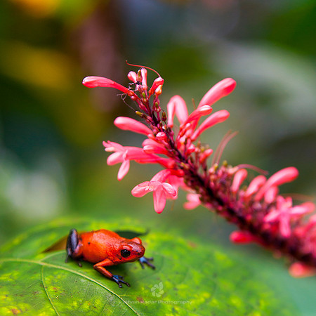 Strawberry Poison-dart Frog