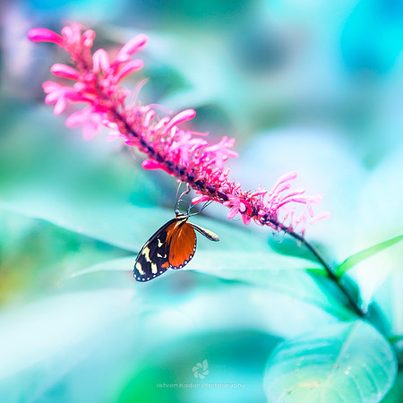 Orange-spotted Tiger Clearwing