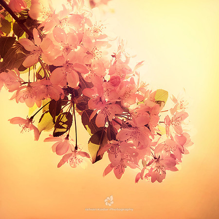 Pink Blossoms