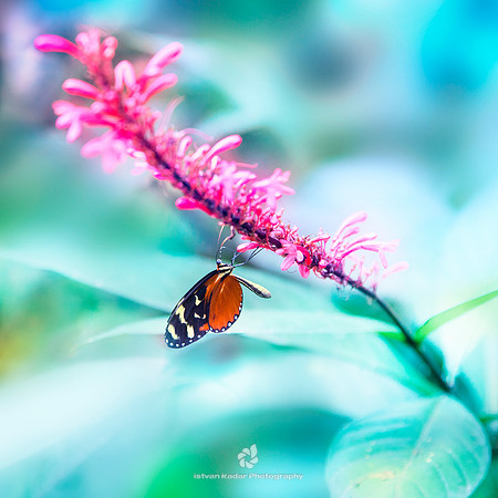 Orange-spotted Tiger Clearwing