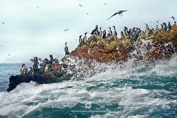 Humboldt Penguins and Guanay Cormorants