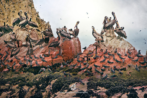 Inca Terns and Peruvian Pelicans