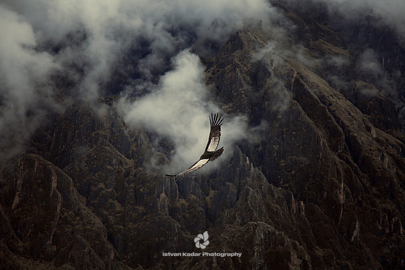 Soaring Up High in the Andes