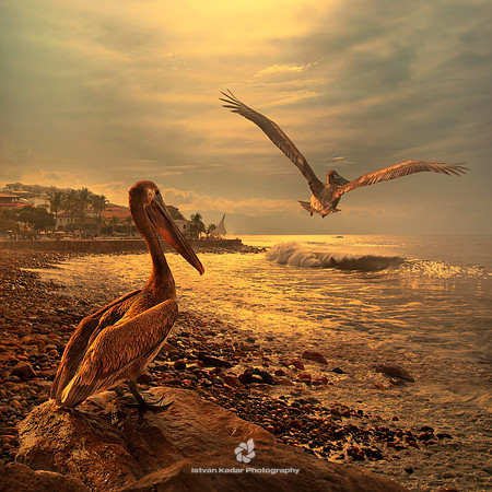 "Brown Pelican", Mexico, "Pelecanus occidentals", "Puerto Vallarta", bird, sunset, water, beach, ocean, stones, rocks, shore,