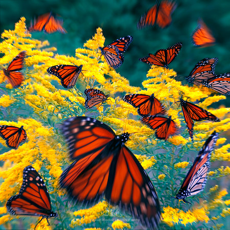 Swarm of Monarchs