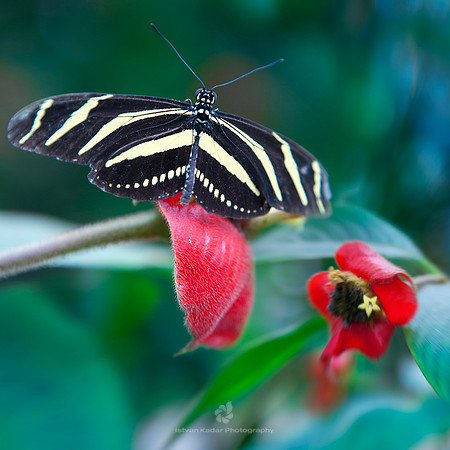 Zebra Longwing