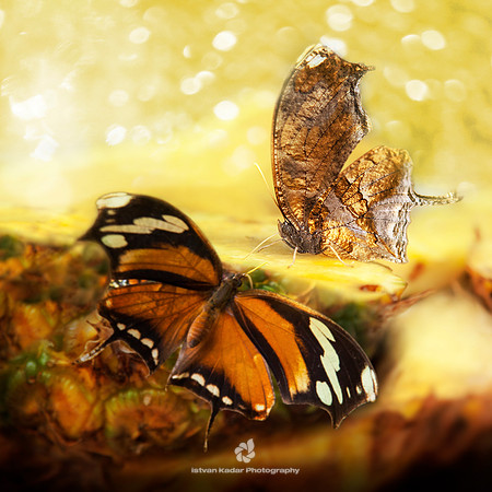 Tiger Leafwing (Consul Fabius)