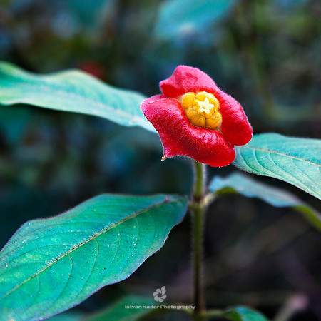 Hot Lips Flower (Psychotria Poeppigiana)