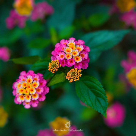 Lantana Camara
