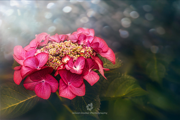 Pink Hydrangeas