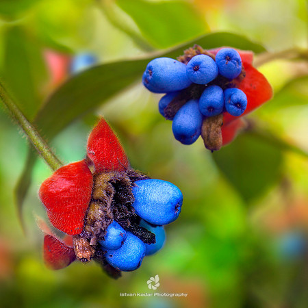 Hot Lips Fruit (Psychotria Poeppigiana)