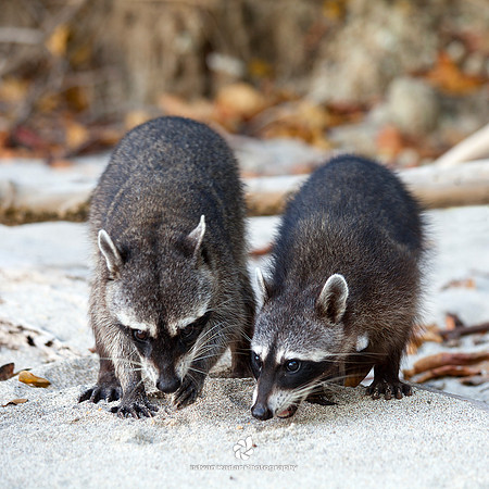 Raccoon Bandits