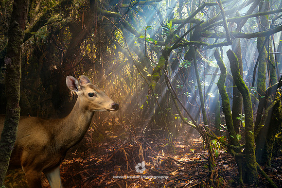 White-tailed Deer