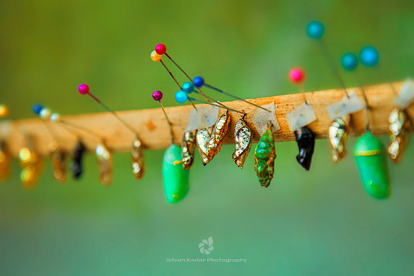 Pupae Care in a Butterfly Garden