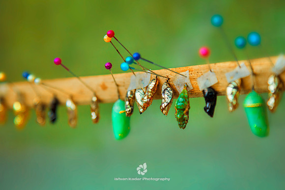 Pupae Care in a Butterfly Garden