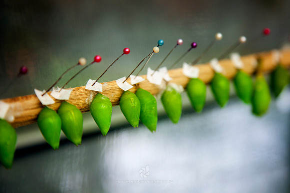 Butterfly Chrysalis