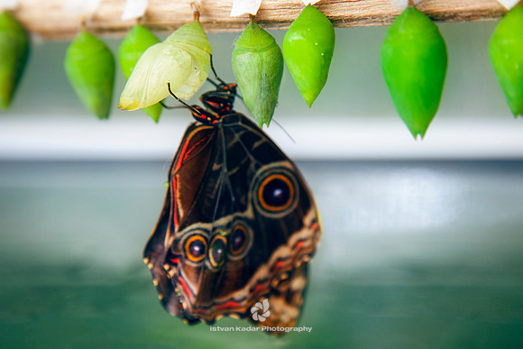 Butterfly Emerges from Pupae