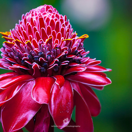 Porcelain Rose (Etlingera Elatior)