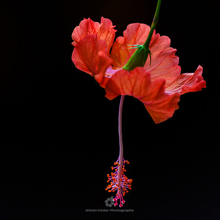 Hibiscus