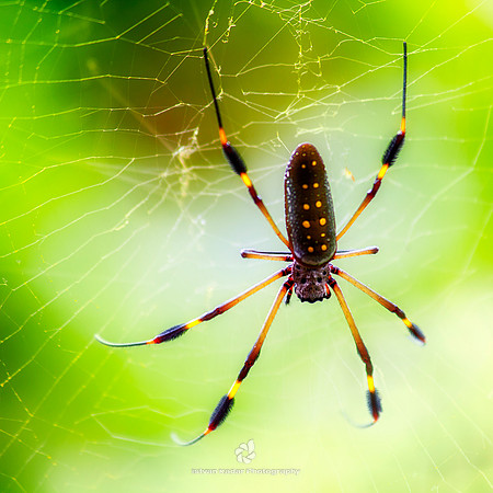 Golden Silk Orb-weaver Spider