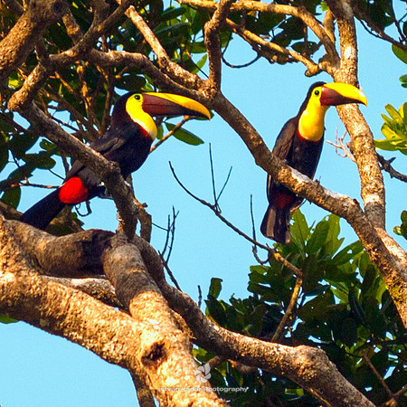 Toucans