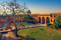 Languor Monkeys at Charbagh Garden, Jaigarh Fort, Jaipur, India