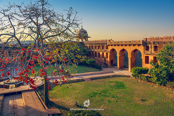 Languor Monkeys at Charbagh Garden, Jaigarh Fort, Jaipur, India