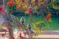 Languor Monkeys at Charbagh Garden, Jaigarh Fort, Jaipur, India