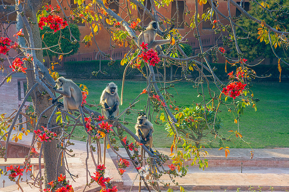 Languor Monkeys at Charbagh Garden, Jaigarh Fort, Jaipur, India
