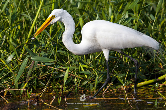 Great White Egret Fishing