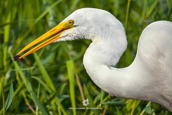 Great White Egret