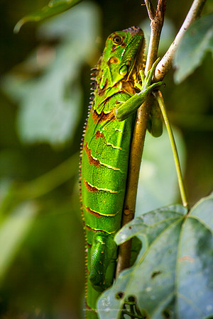 Green Iguana