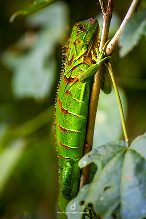 Green Iguana