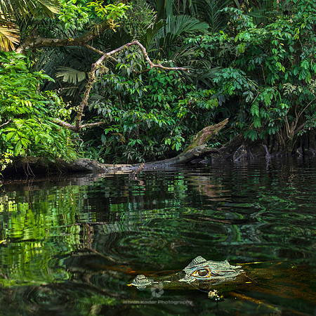 Spectacled Caiman