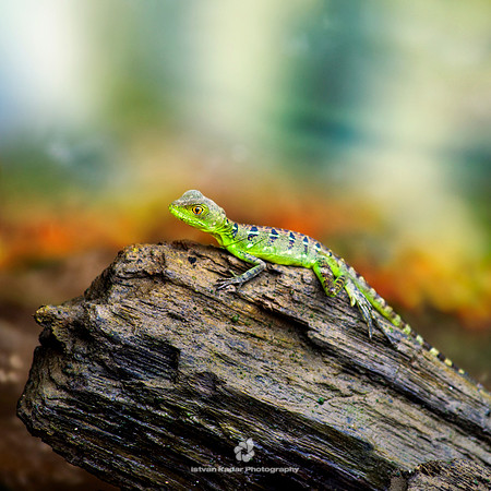Green Basilisk Lizard (female)