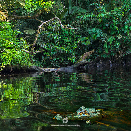 Caiman